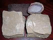 zkameněliny Broumovsko